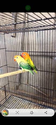 lovebirds breeder pairs