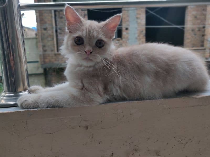 Persian cat for sale 1