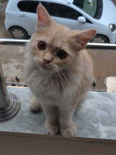 Persian cat for sale 2