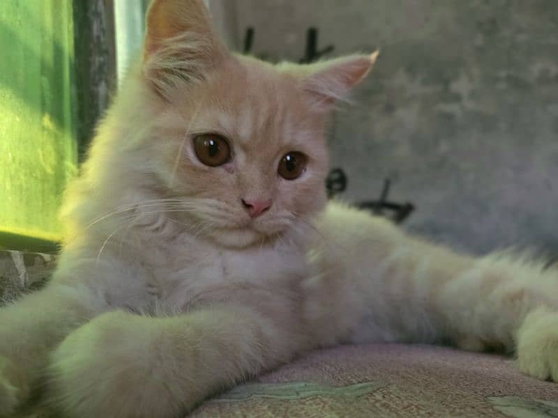 Persian cat for sale 3