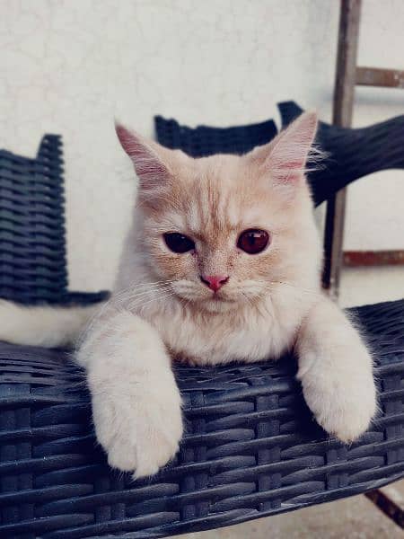 Persian cat for sale 4