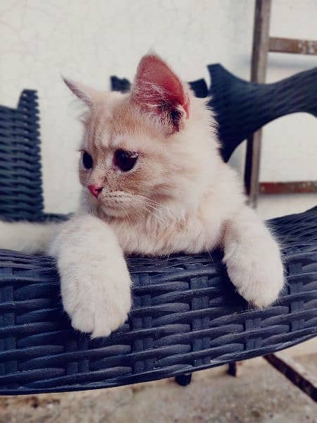 Persian cat for sale 5