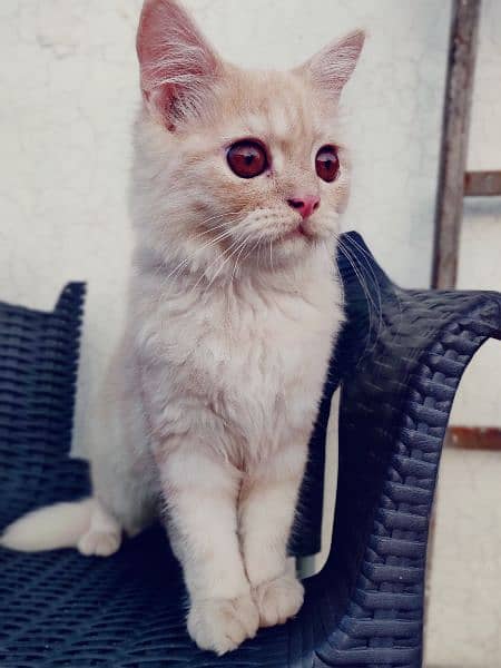 Persian cat for sale 6