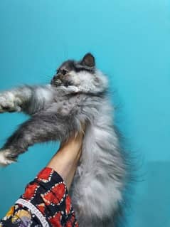 beautiful silver grey +white combination pure Persian triple coat