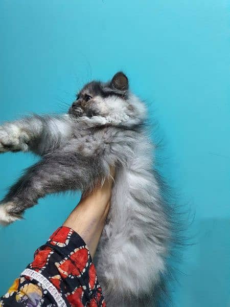 beautiful silver grey +white combination pure Persian triple coat 0