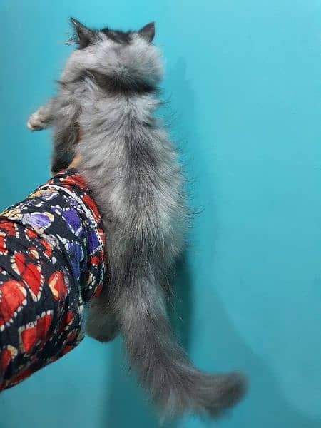 beautiful silver grey +white combination pure Persian triple coat 2