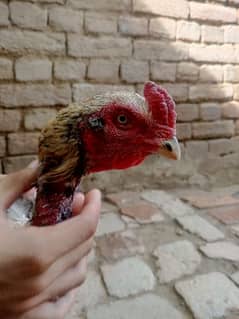 hen