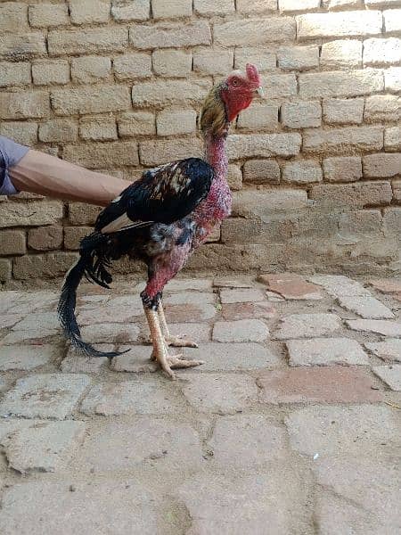 hen for sale 1