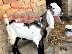 bakra/03015322036