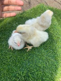 golden buff chicks for sale