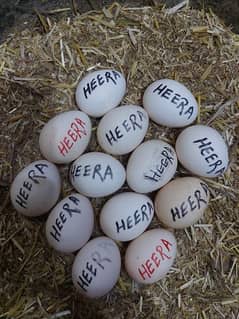 Heera Aseel Fertile Eggs