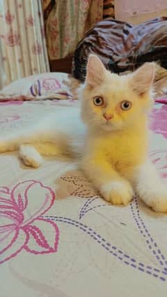 Persian kitten For Sale . Watsapp. 03486223941