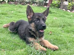 Female Pup German Shepherd