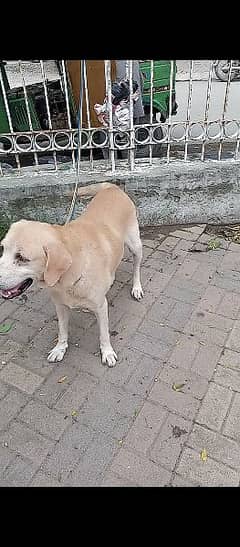 AMARICAN LABRADOR MALE FOR URGENT SALE