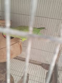 Ringneck pair for sale