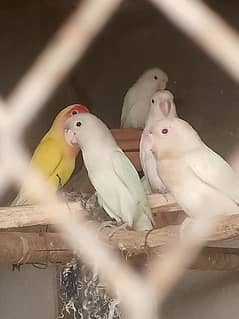 All Birds are healthy active Beautiful breeder pair nesting start