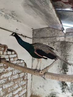 beautiful  mail black shoulder peacock for sale