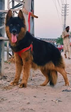 German Shepherd show class female age 11 months for sale