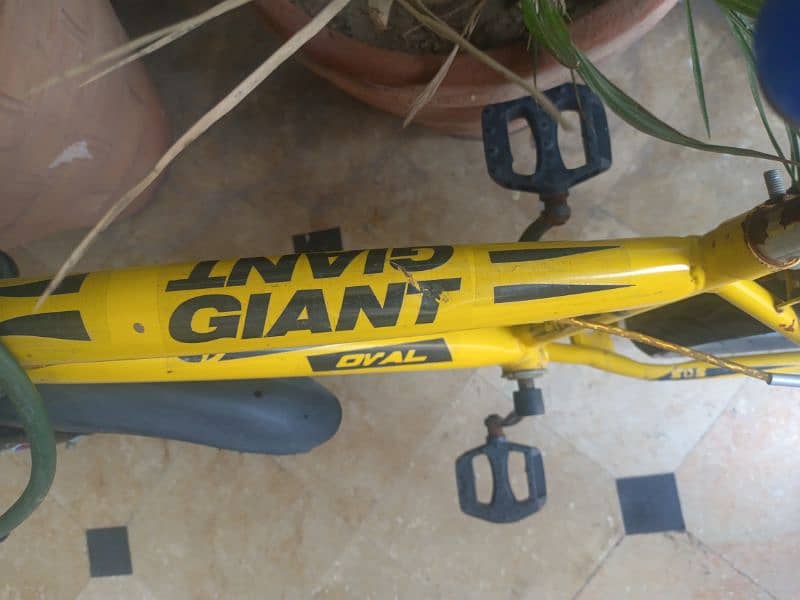 Giants Brycial for sale 1