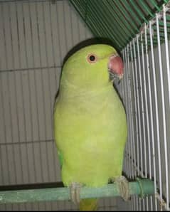 GREEN PARROT FOR SALE