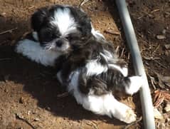 shitzu puppies/dog's/shi Tzu/shitzu puppies available