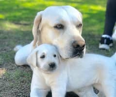 American laberador original white snowy colur