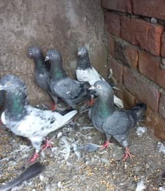 pigeons neely' golden' argent sale 03224690184