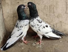 Teddy Pigeons