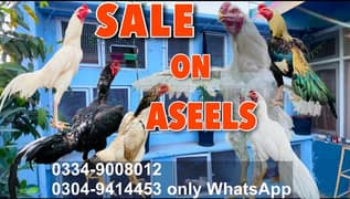 Aseel Shamo / Shamo Chicks / Murga / Aseel Mianwali Heera / Lakha