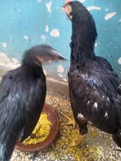 ASEEL PAIR FOR SALE