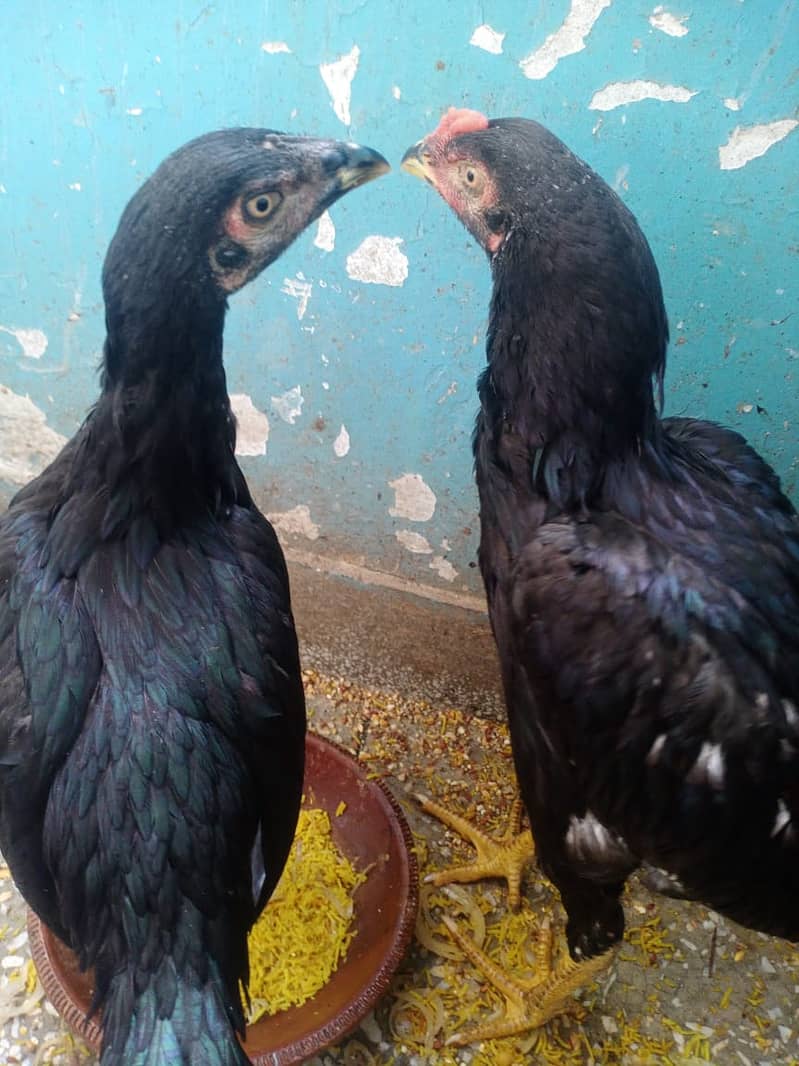 ASEEL PAIR FOR SALE 2