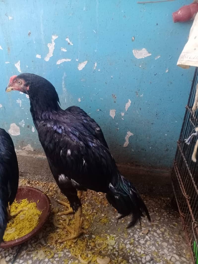 ASEEL PAIR FOR SALE 3