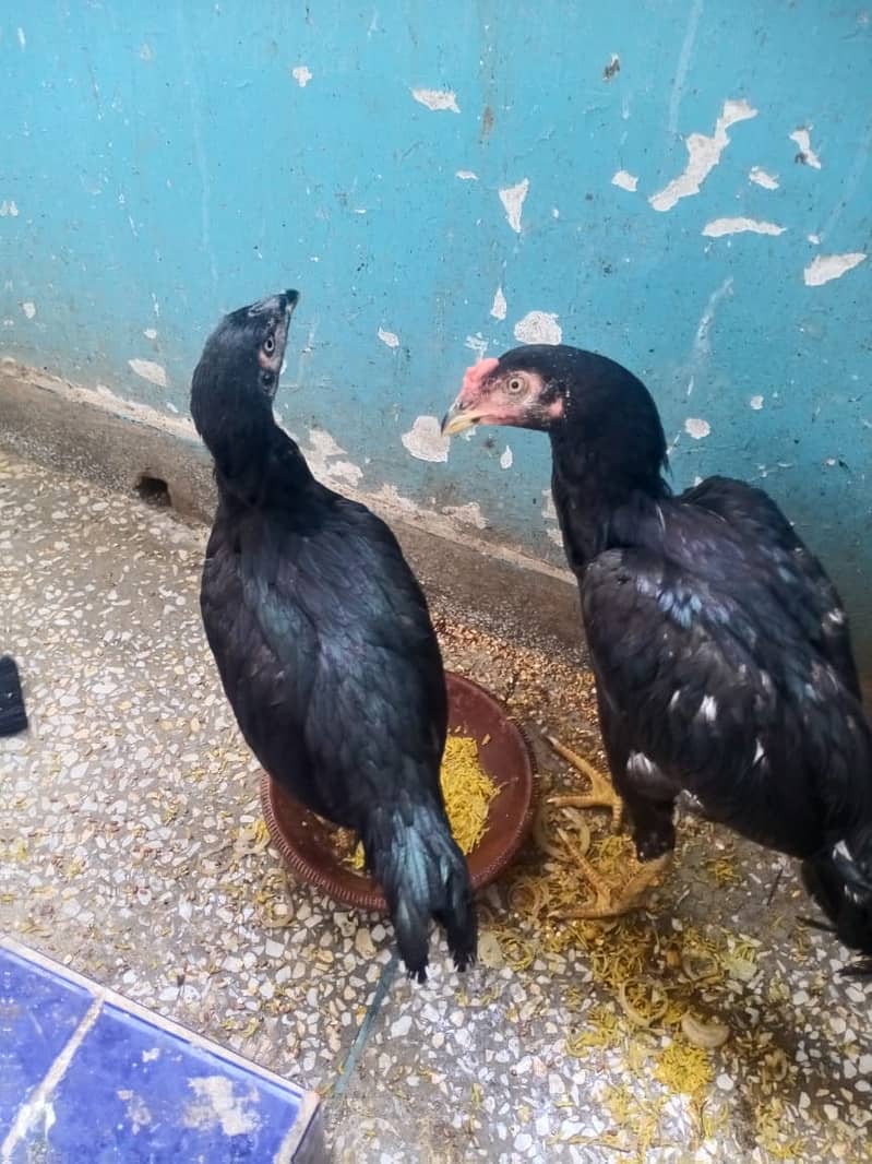 ASEEL PAIR FOR SALE 4