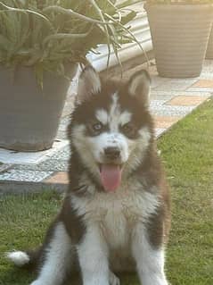 Sybrian Husky Puppy Original breed