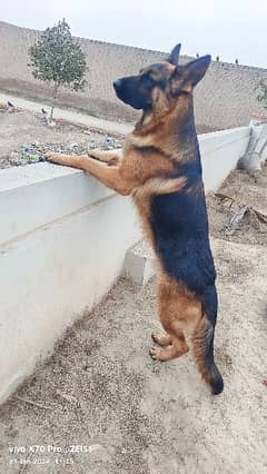 German Shepherd pedigree stock coat young male