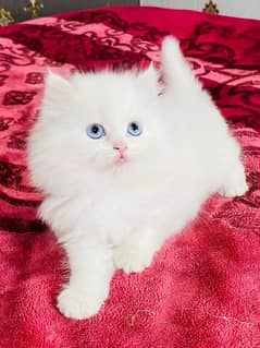 Persian pair pure white kittens /persian kitten