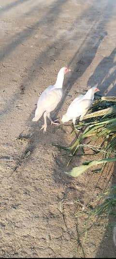 white Hera aseel pair