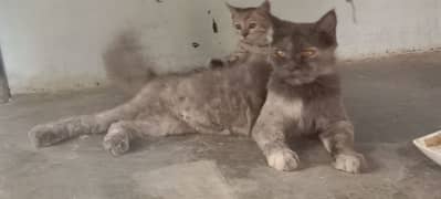 grey Persian triple coated with kitten