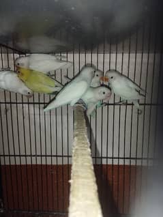 Love birds breeder pair and Ready to breed pathy