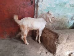 Crose bakra