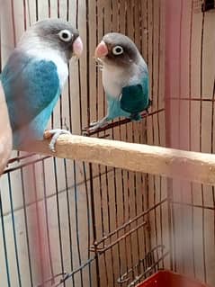 lovebird blue fishail