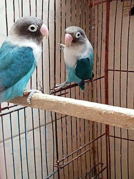 lovebird blue fishail 1