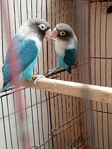 lovebird blue fishail 2