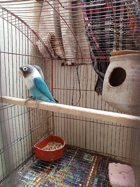 lovebird blue fishail 3