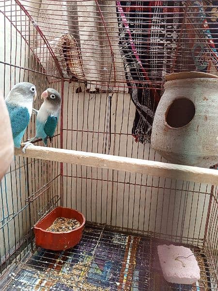 lovebird blue fishail 4