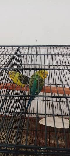 blackwing budgies