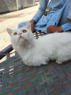 beautiful pet cat