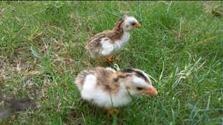 Gueana Fawl (Teetri) Chicks