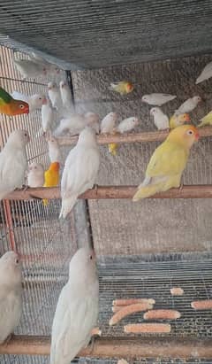 Lovebird Albino red eye and split, creamino, decino, parblue, opaline