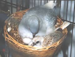 Dove breeder pair with chick